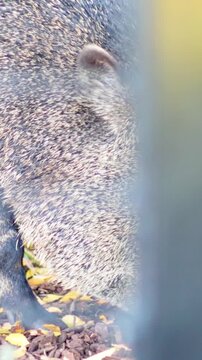 Vertical Close Up of Young Boar Foraging in Zoo Enclosure