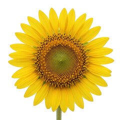 Fototapeta premium Vibrant yellow sunflower with bright petals and green center isolated on transparent background