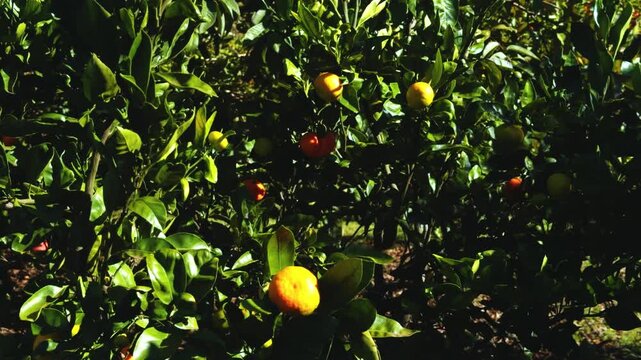 The orange, also called sweet orange, is the fruit of a tree in the family Rutaceae. Haleakalā Highway, Kula, Upcountry Maui,Hawaii.  furit stand. Citrus is a genus of flowering trees and shrubs in th