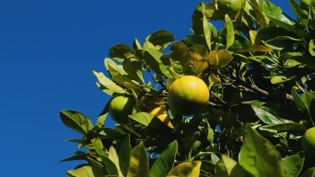 The orange, also called sweet orange, is the fruit of a tree in the family Rutaceae. Haleakalā Highway, Kula, Upcountry Maui,Hawaii.  furit stand. Citrus is a genus of flowering trees and shrubs in th