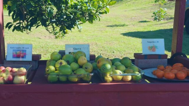 Psidium guajava, the common guava, yellow guava, lemon guava, or apple guava is an evergreen shrub or small tree native to the Americas. Haleakalā Highway, Kula, Upcountry Maui,Hawaii.  furit stand.