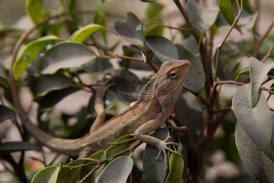 Calotes versicolor -- Oriental garden lizard