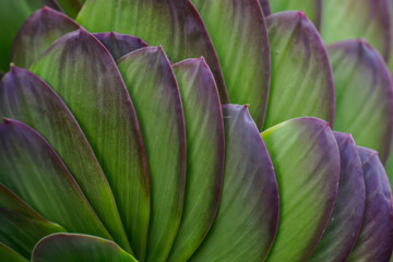 Obraz premium Close-up view of vibrant purple and green succulent leaves forming a natural pattern.