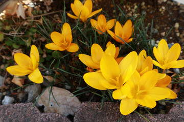 黄色いクロッカス