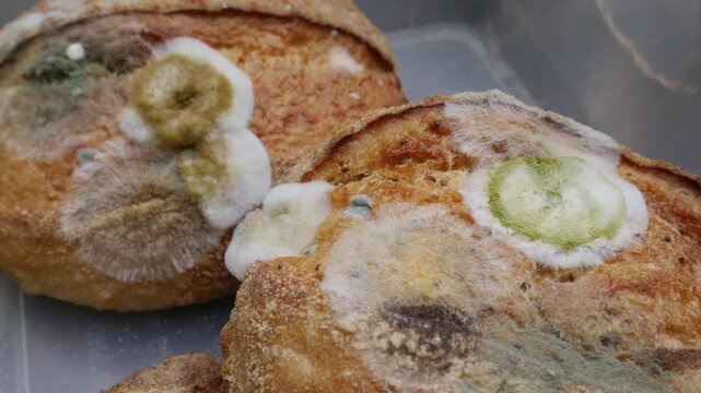 Extreme closeup of fuzzy white and green mold growing on old stale bread crust texture detail macro