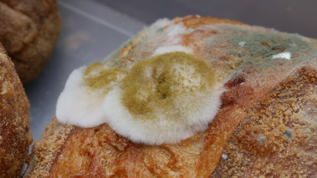 Extreme closeup of fuzzy white and green mold growing on old stale bread crust texture detail macro