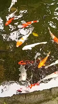 A beautiful group of various colorful koi fish (Nishikigoi) swimming gracefully in a garden pond with green mossy bottom