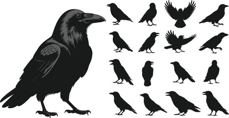 Obraz premium Large Raven Silhouette With Multiple Smaller Raven Silhouettes In Different Poses crow bird