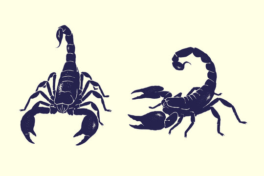 Vintage scorpion vector illustration set, two detailed hand-drawn scorpions in silhouette textured vintage ink details style design, isolated on white background