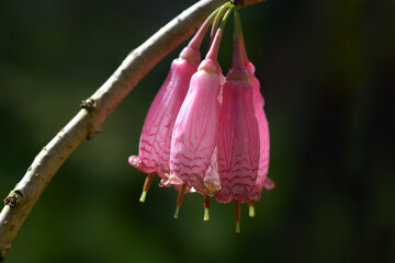 アガペテス・グランディフロラ