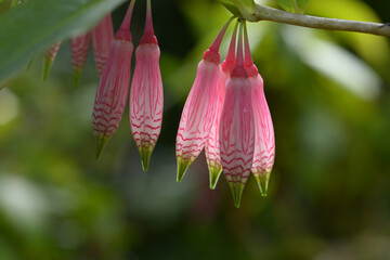 アガペテス・グランディフロラ