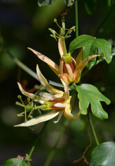 パッシフロラ・アウランティア