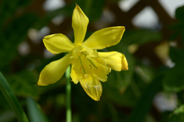 バラモンガイア・ウェベルバウエリ