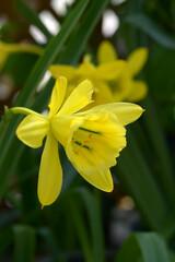 バラモンガイア・ウェベルバウエリ