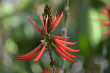 ブラジルデイゴ