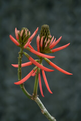 ブラジルデイゴ