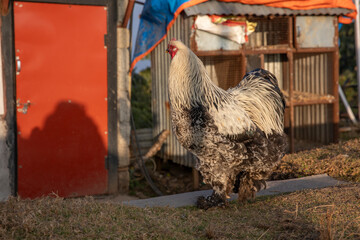 Dark Brahma rooster © SHELL