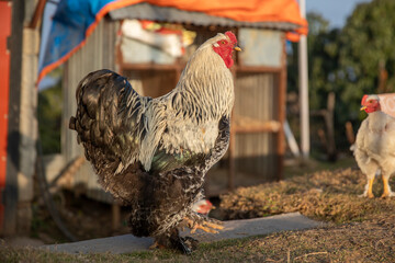 Dark Brahma rooster © SHELL