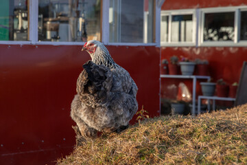 Dark Brahma rooster © SHELL