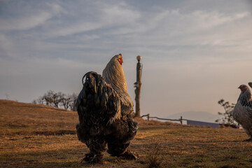 Dark Brahma rooster © SHELL