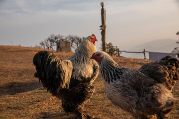 Dark Brahma rooster © SHELL