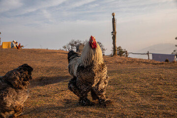 Dark Brahma rooster © SHELL