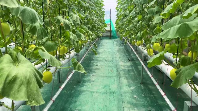 planting melons using hydroponic methods in a greenhouse