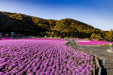 山梨県　富士芝桜まつり