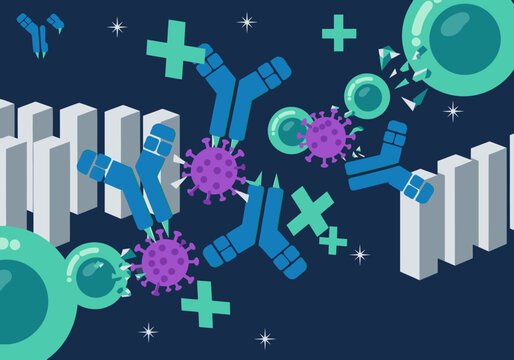 Illustrative graphic depicting an mRNA vaccine triggering an immune response.  Clear, modern design showcasing antibody binding and cell activation. Ideal for health & science visuals.