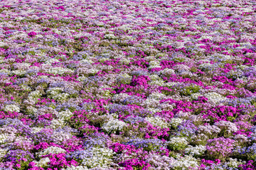 山梨県　富士芝桜まつり