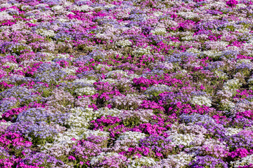 山梨県　富士芝桜まつり