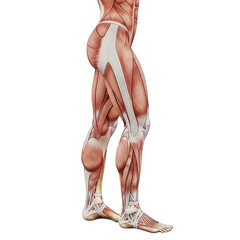 Anatomical illustration of human leg muscles and tendons