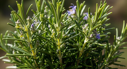 Close Up Green Rosemary Plants