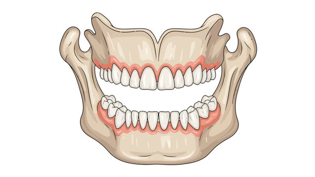 Illustration of upper and lower jaws with full sets of teeth and gums