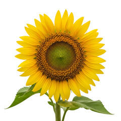 Obraz premium Close-up of a Vibrant Sunflower on Black Background isolated on a transparent background