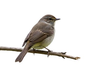 Fototapeta premium Small bird perched on a branch with white background, showing brown plumage and distinctive beak, in a serene and natural pose.