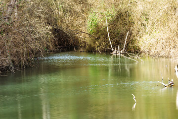 Obraz premium Long exposure of pond. Reflection in the lake in the forest. Natural landscape. Still water. Wallpaper. No people, nobody. Horizontal photo. 