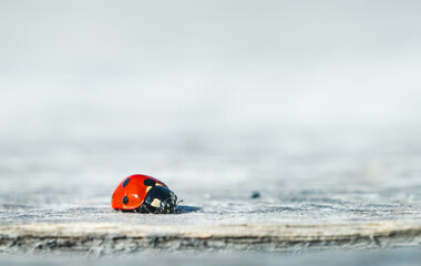 Obraz premium Ladybug on wooden surface macro minimal spring concept
