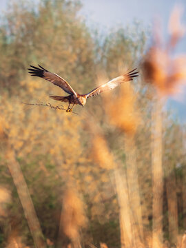 Western marsh harrier building nest over reeds golden spring light
