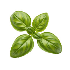Fototapeta premium Fresh Basil Leaf Isolated Black Background