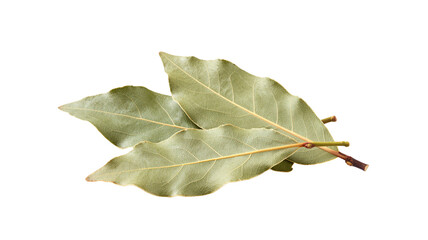 Fototapeta premium Dried bay leaves isolated on white background, aromatic culinary herb for flavoring soups and stews