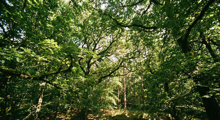 Fototapeta premium Looking up through dense forest canopy with sunlight filtering