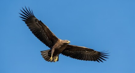 Obraz premium A majestic eagle soaring through the clear blue sky with outstretched wings