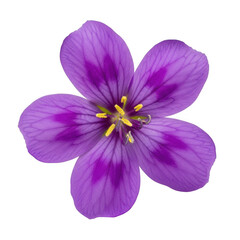 Obraz premium A vibrant purple flower with delicate petals and a bright yellow center. isolated on transparent background