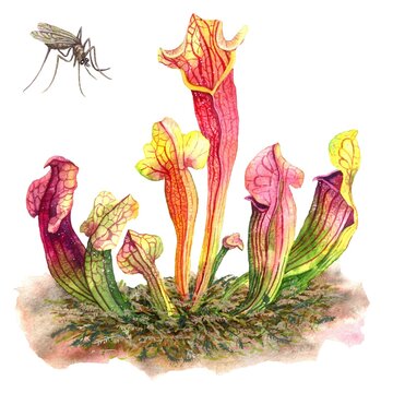 Watercolor decorative Sarracenia flowers in moss. A hand-painted Carnivore plant with red, pink and green tubular flowers and a flying mosquito. Flower background