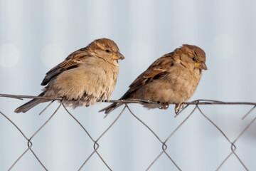 Two sparrow birds are sitting on a wire fence
