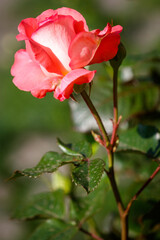Fototapeta premium A pink rose with a green stem