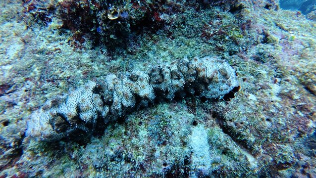 Blackspotted sea cucumber ie pearsonothuria graeffei