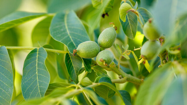 Small walnuts on a tree in spring