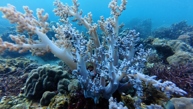 An underwater ecosystem built by colonies of tiny animals 